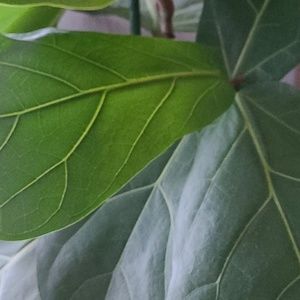 Meet your Posher, Chauc